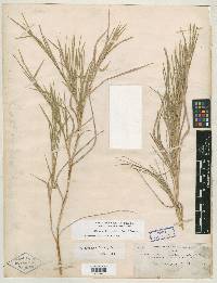 Muhlenbergia frondosa image