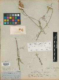 Astragalus fallax image
