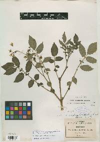 Solanum longipedicellatum image