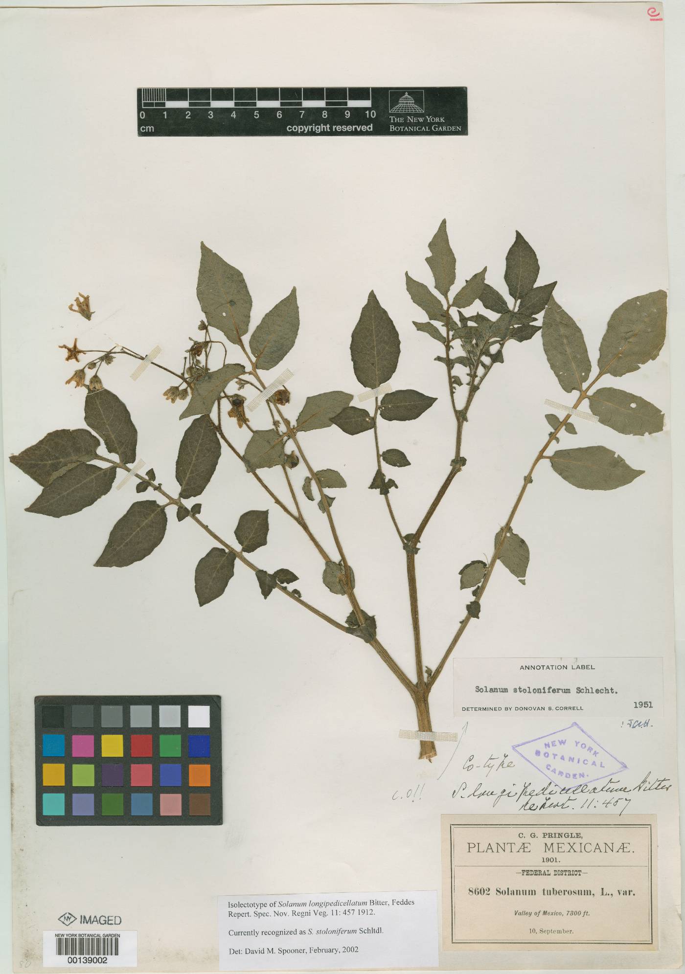 Solanum longipedicellatum image