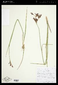 Juncus saximontanus image