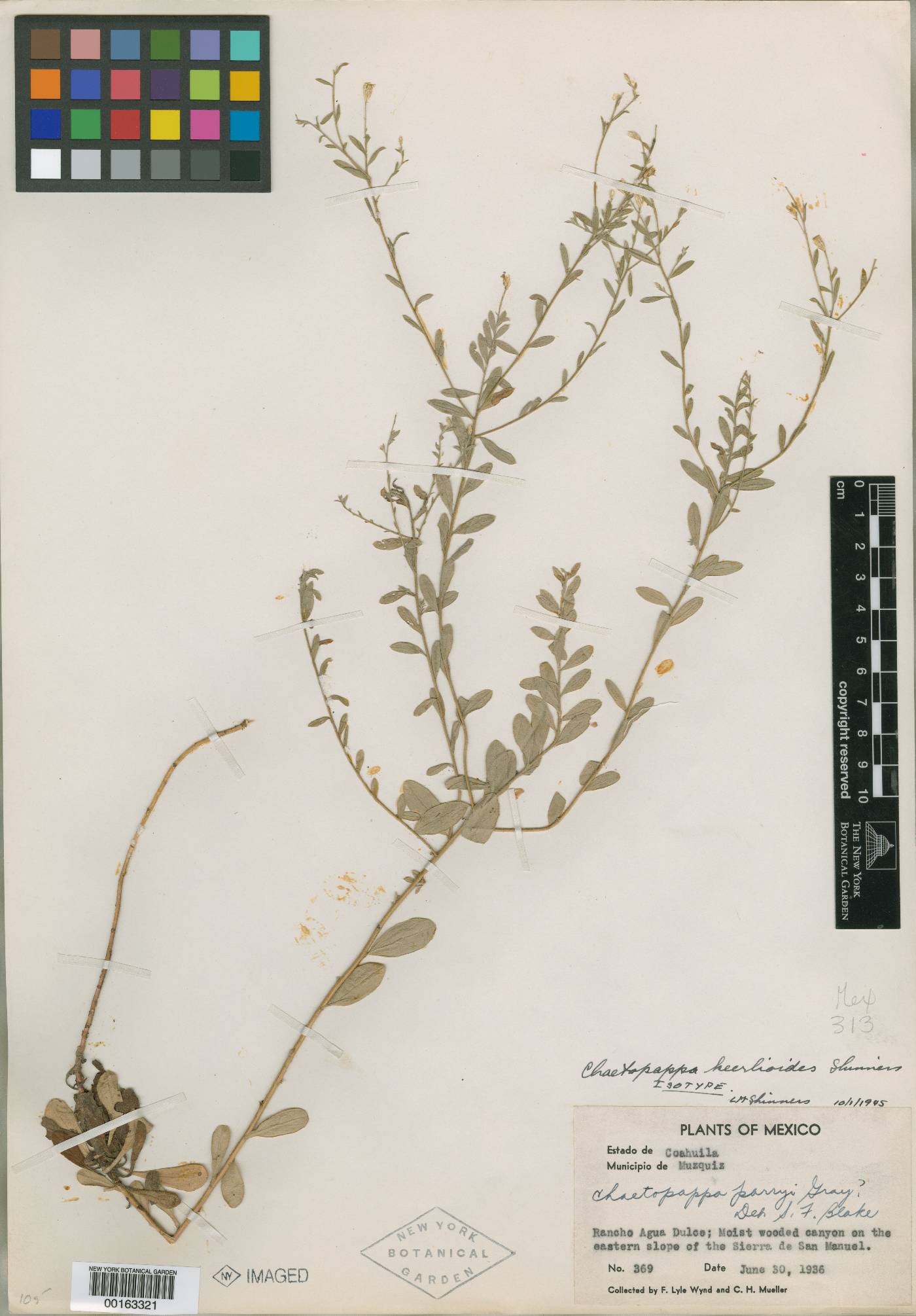 Chaetopappa keerlioides image