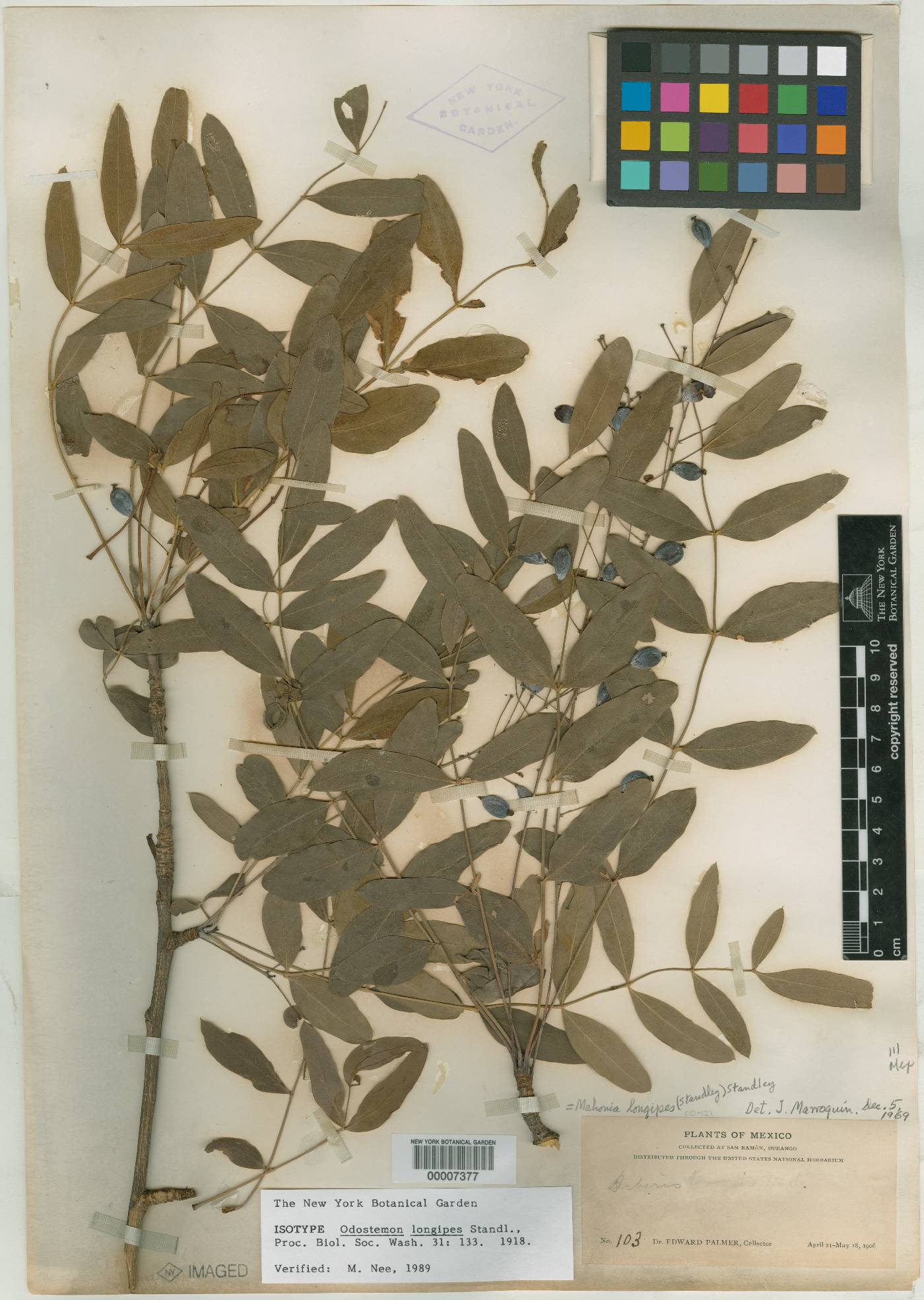 Alloberberis longipes image