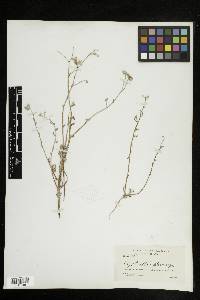 Cryptantha pterocarya image