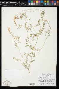 Astragalus sinaloae image