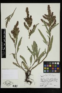 Rumex salicifolius var. lacustris image