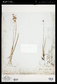 Juncus longistylis image