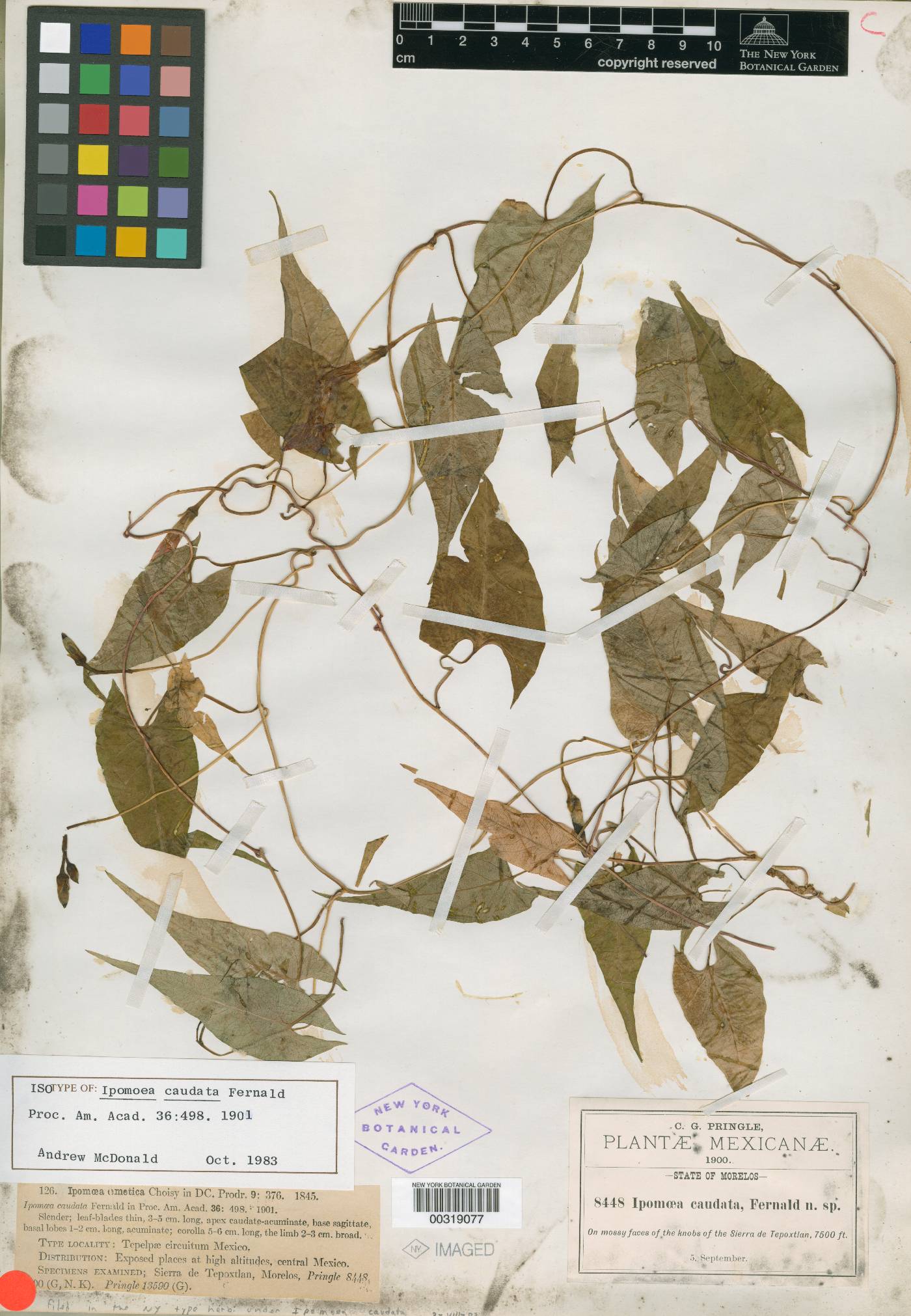 Ipomoea caudata image