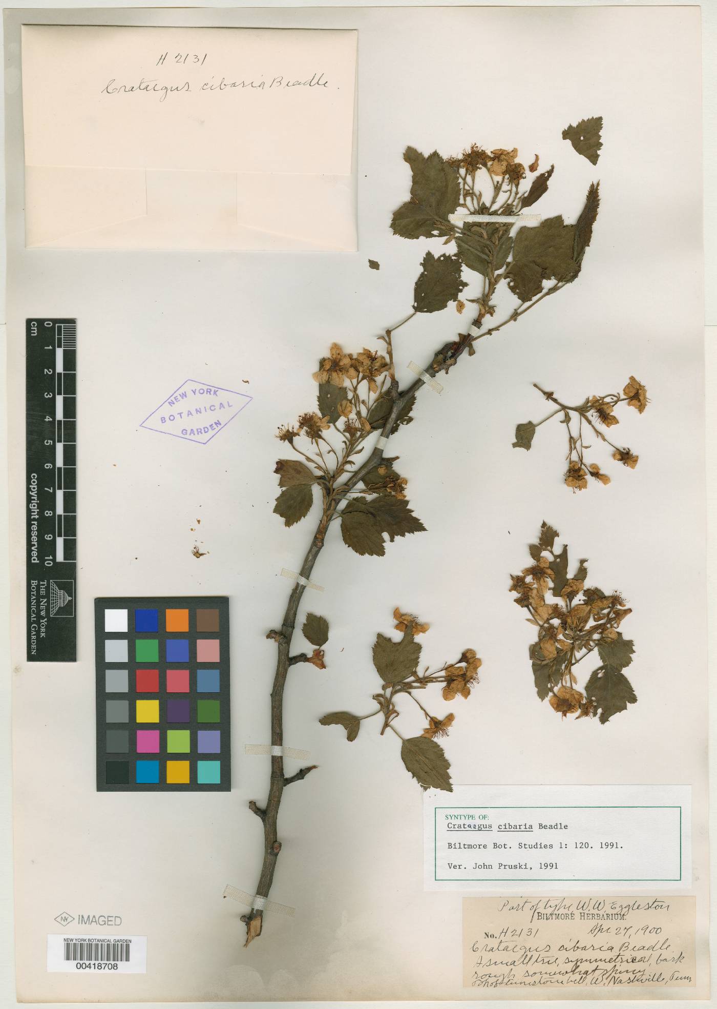 Crataegus cibaria image