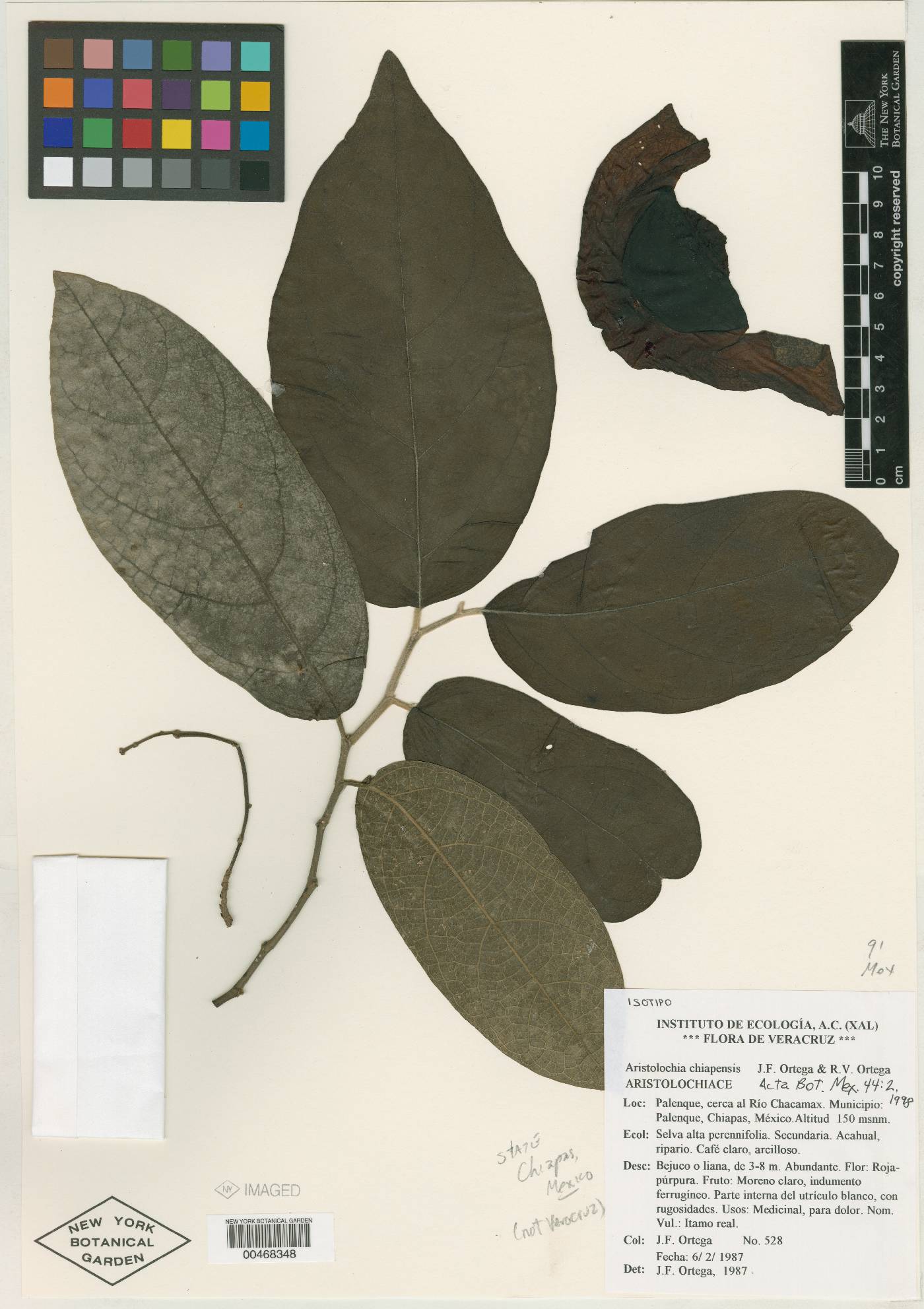 Aristolochia chiapensis image