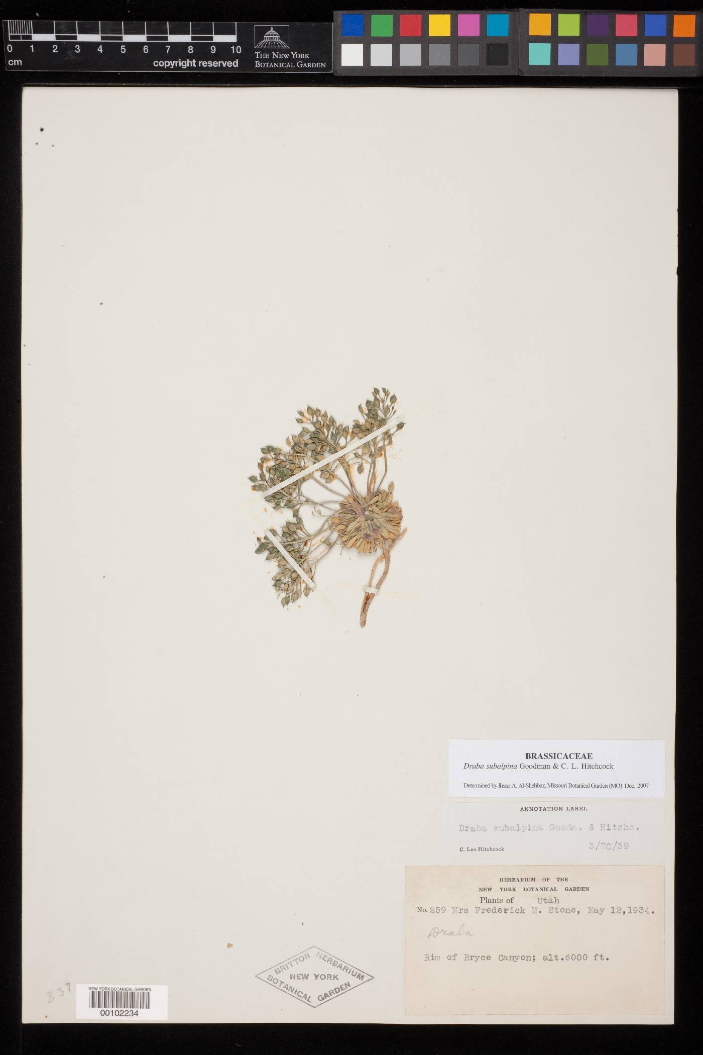 Draba subalpina image