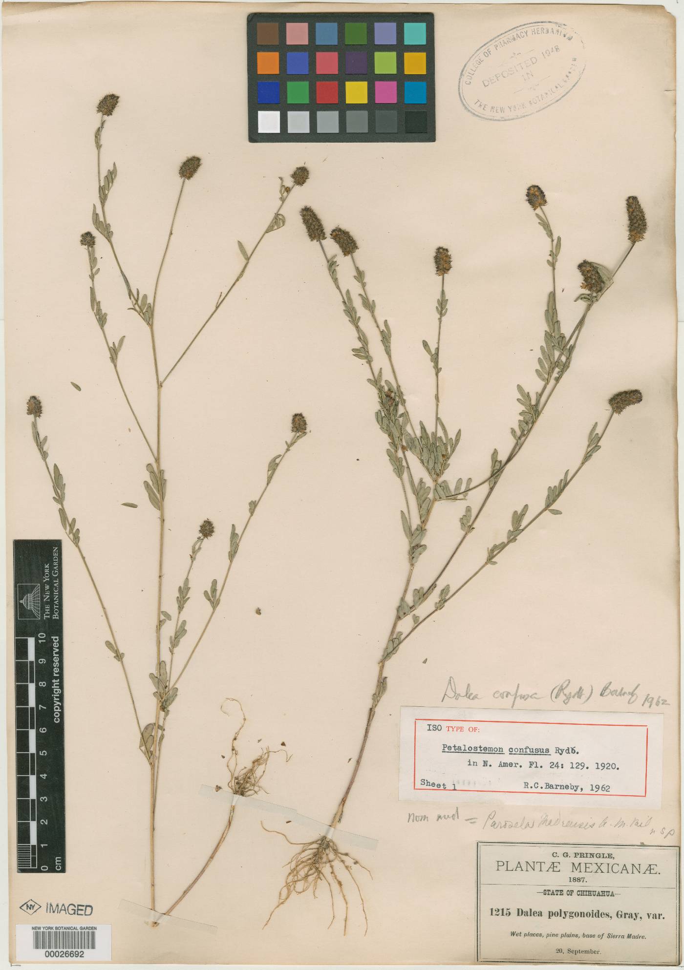 Petalostemon confusus image