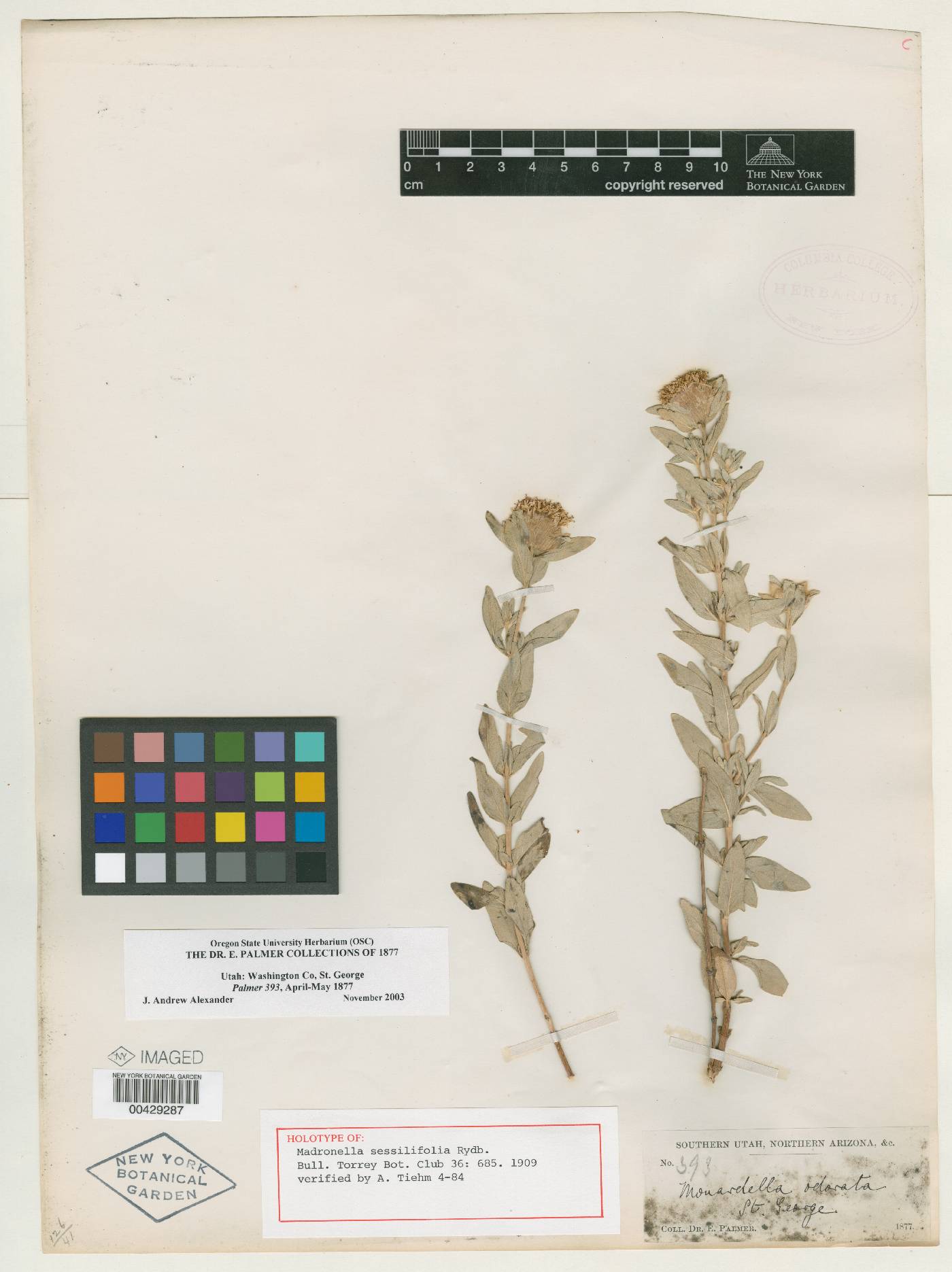 Madronella sessilifolia image