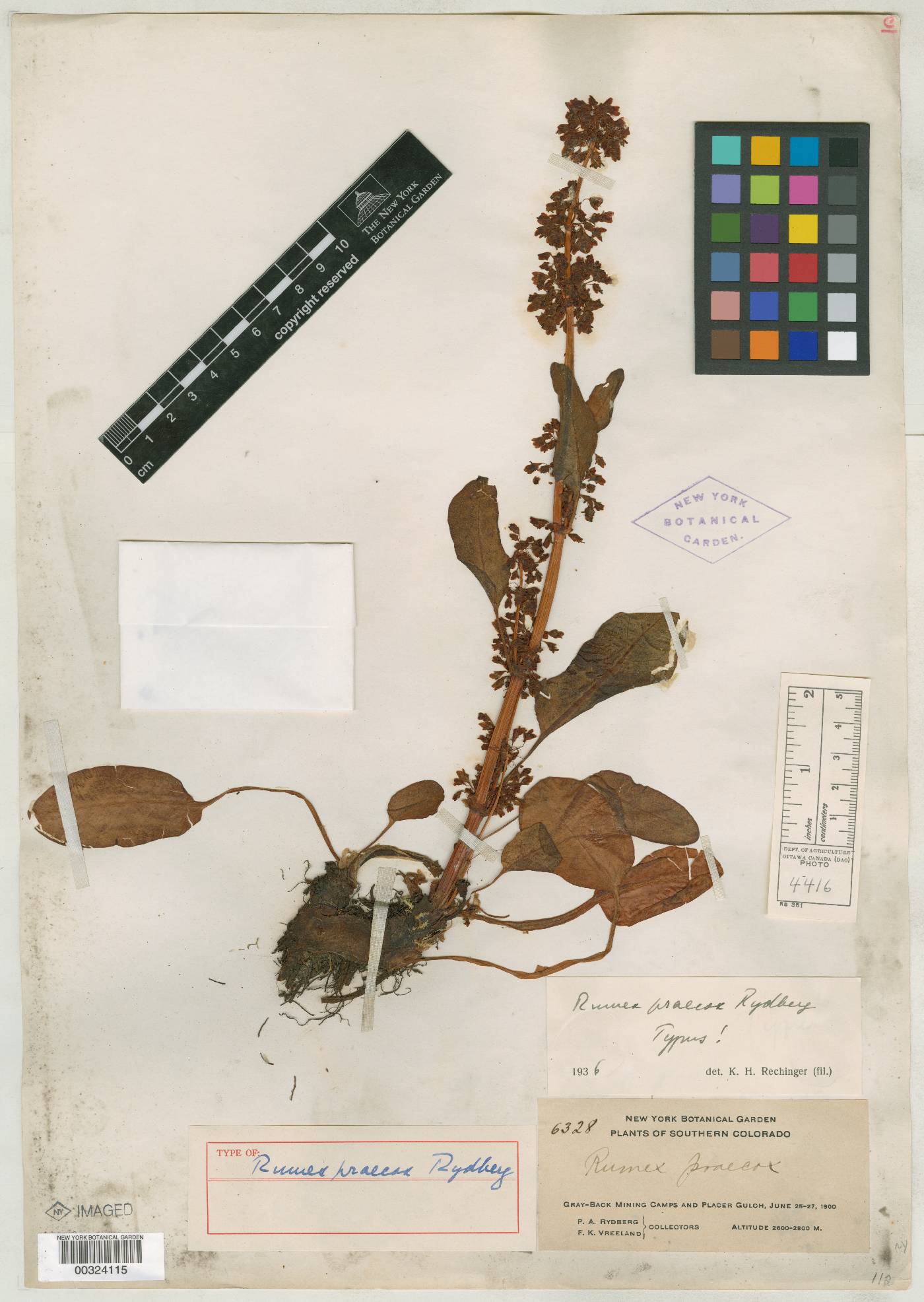 Rumex praecox image