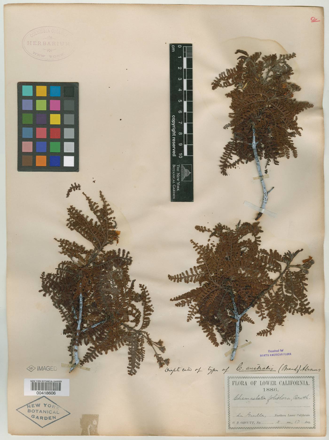 Chamaebatia foliolosa var. australis image