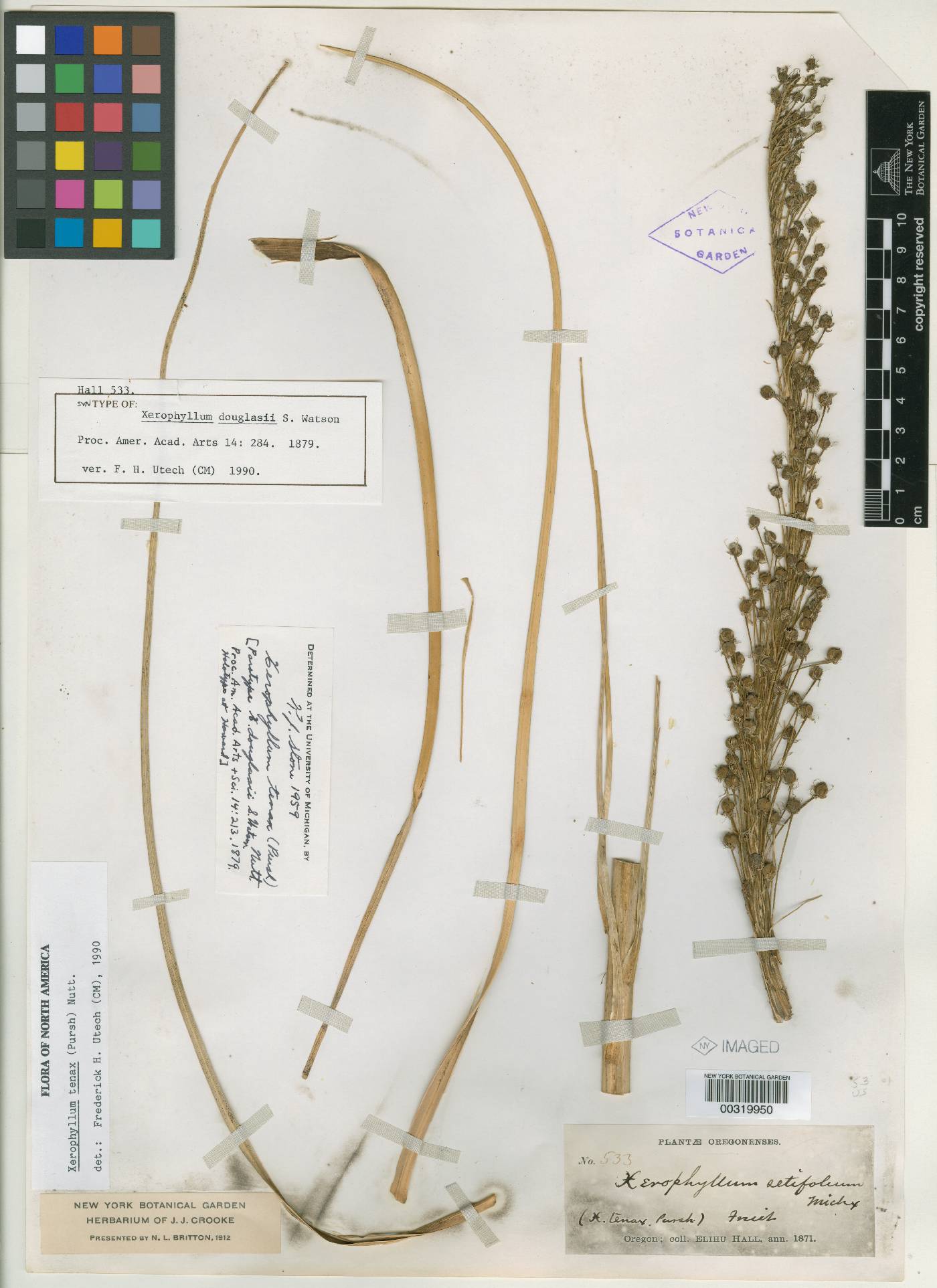 Xerophyllum douglasii image
