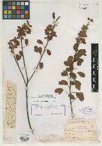 Chamaecrista viscosa var. viscosa image