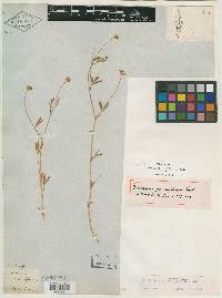 Trifolium pauciflorum image