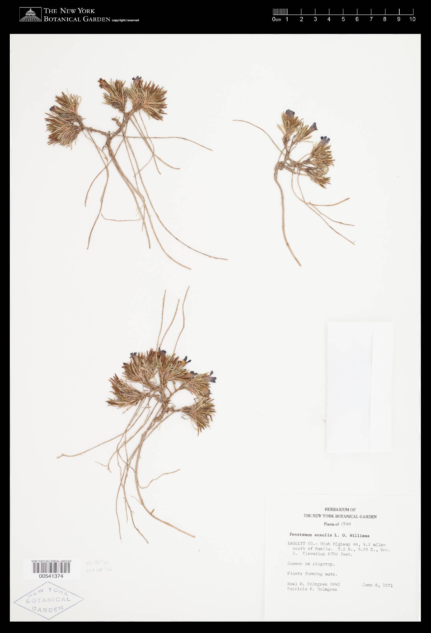 Penstemon acaulis image