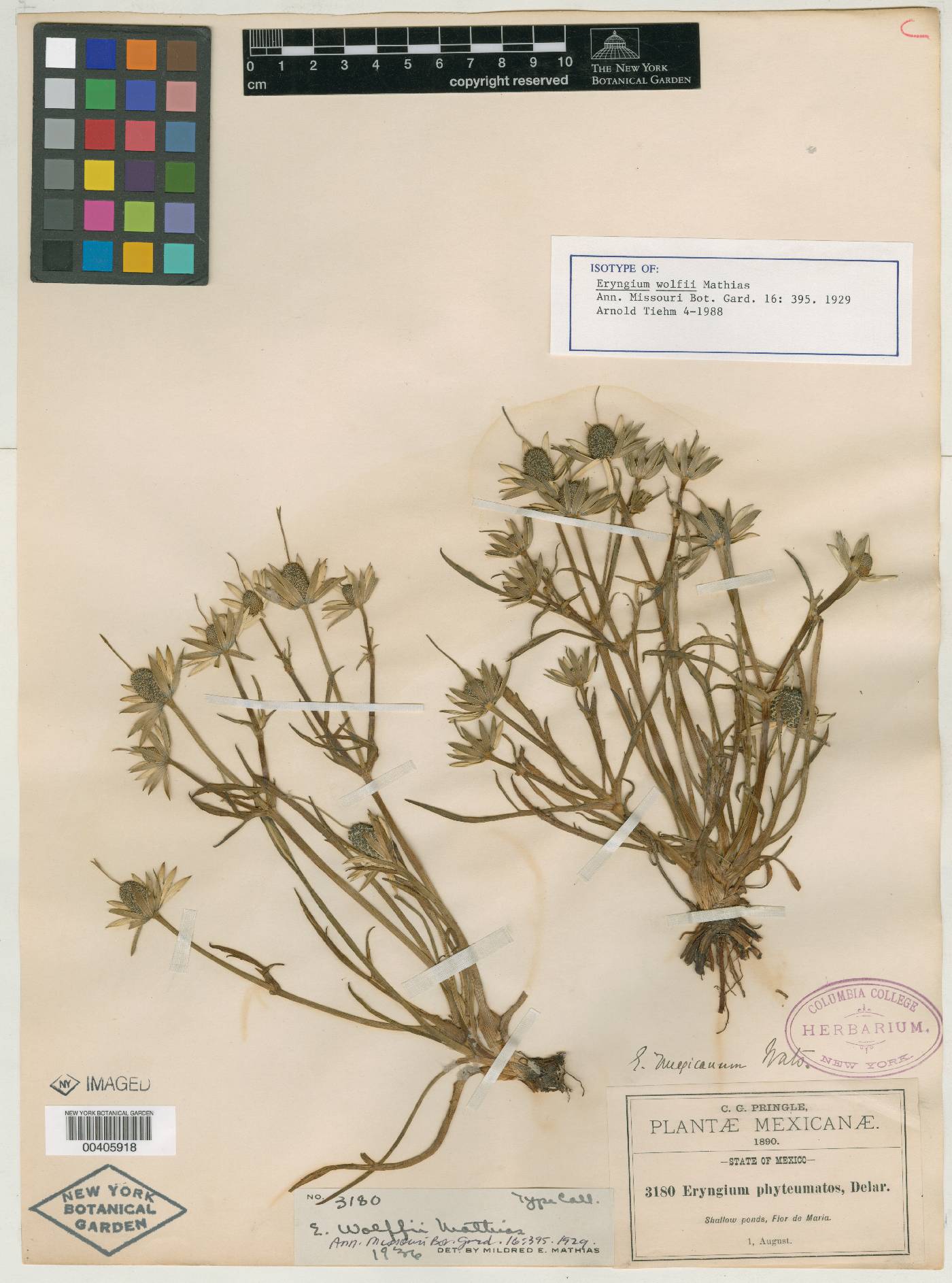 Eryngium fluitans image