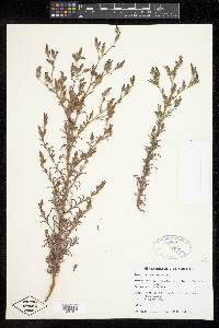 Cordylanthus parviflorus image