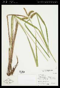 Carex comosa image