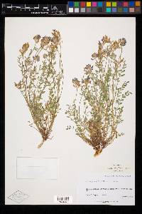 Astragalus lotiflorus image