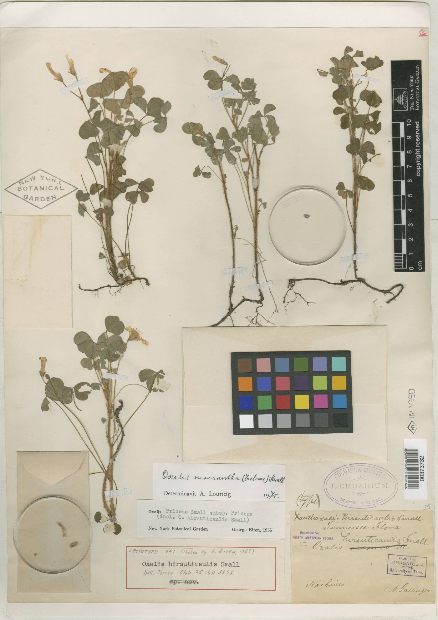 Oxalis hirsuticaulis image