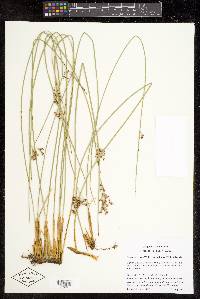 Juncus balticus subsp. balticus image