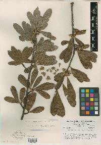 Bursera crenata image