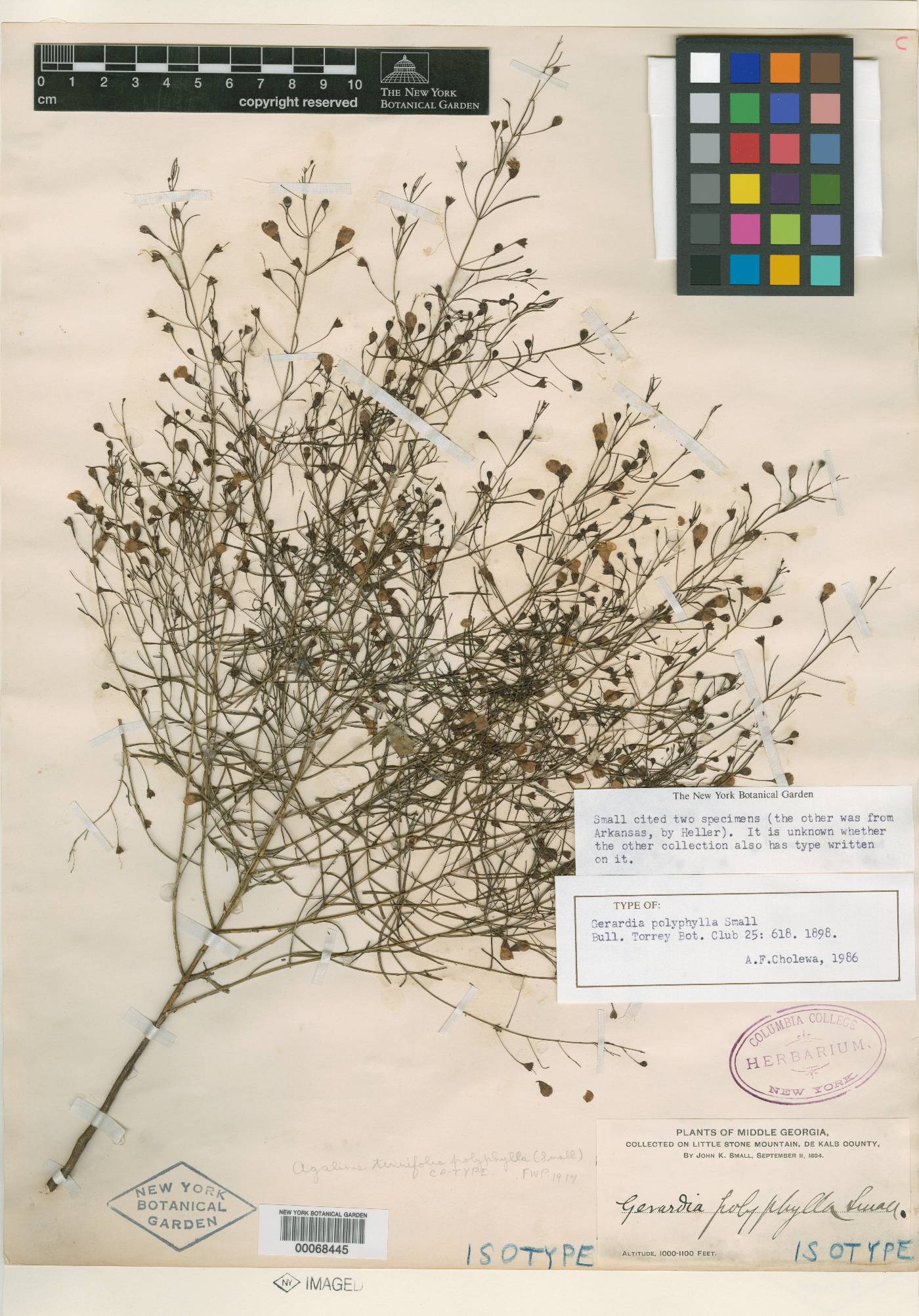 Gerardia polyphylla image