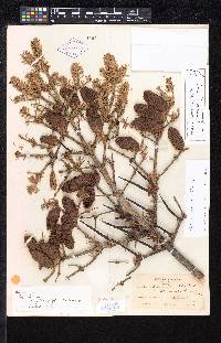 Abies balsamea var. phanerolepis image