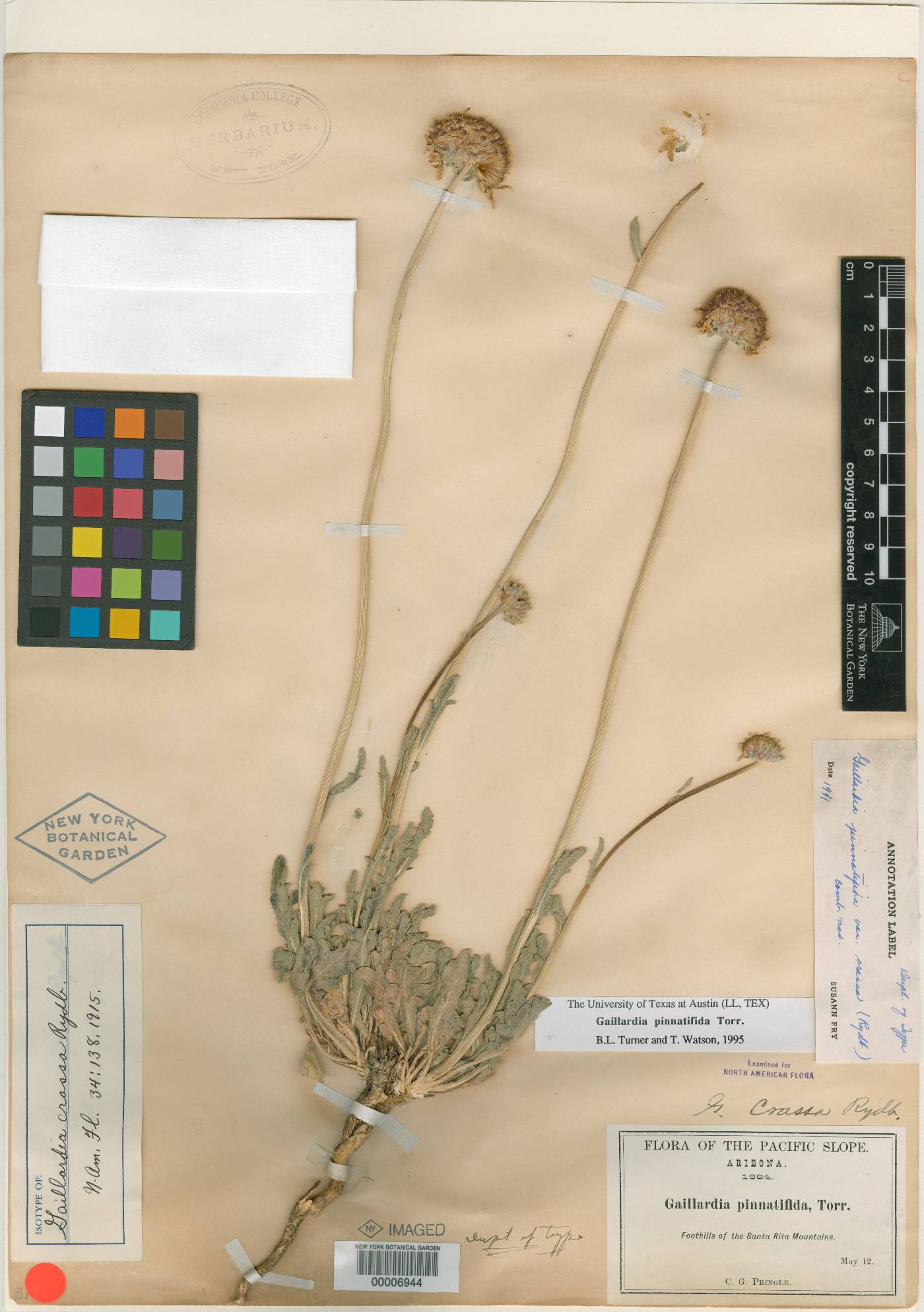 Gaillardia crassa image