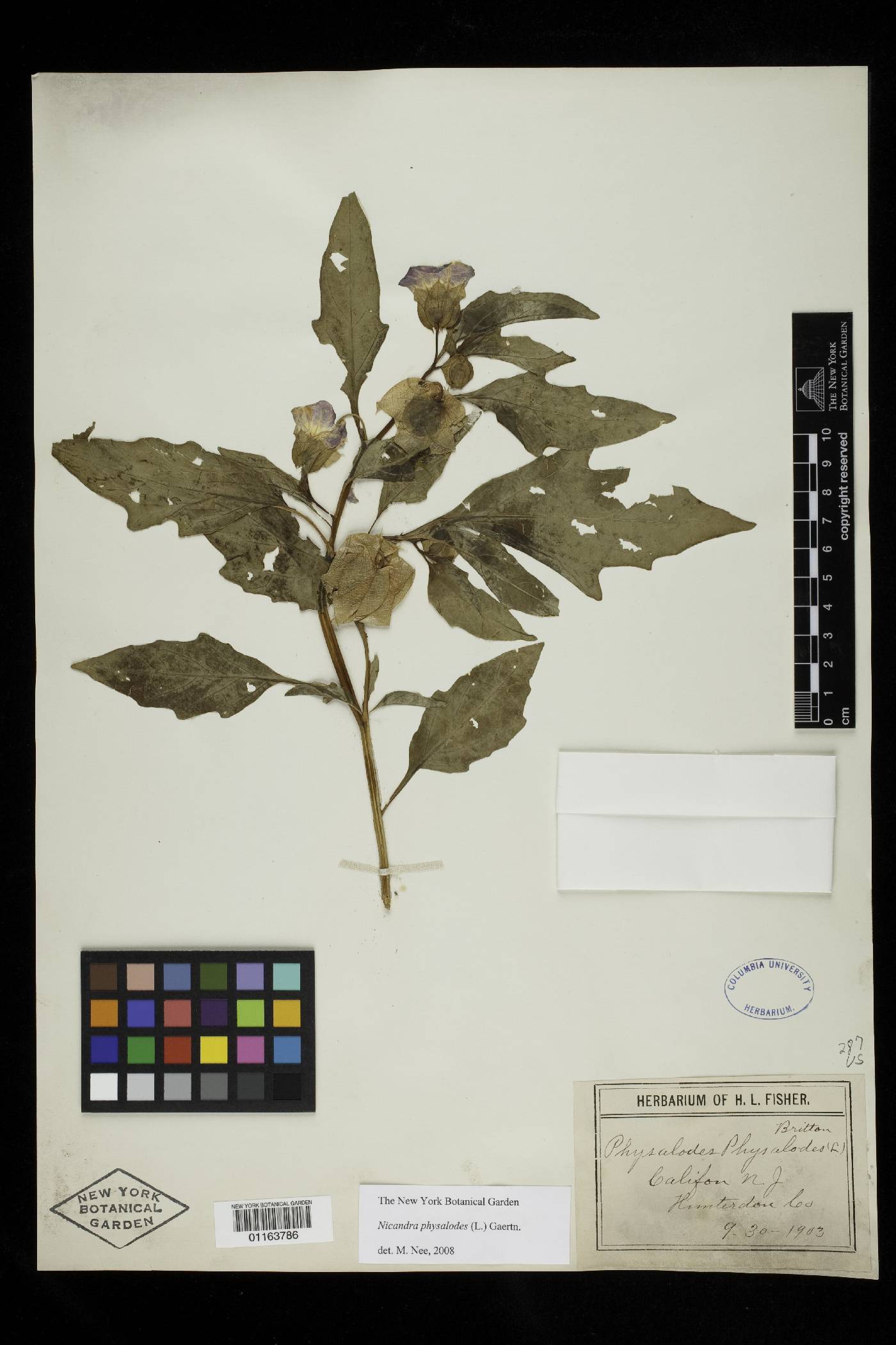 Nicandra physalodes image