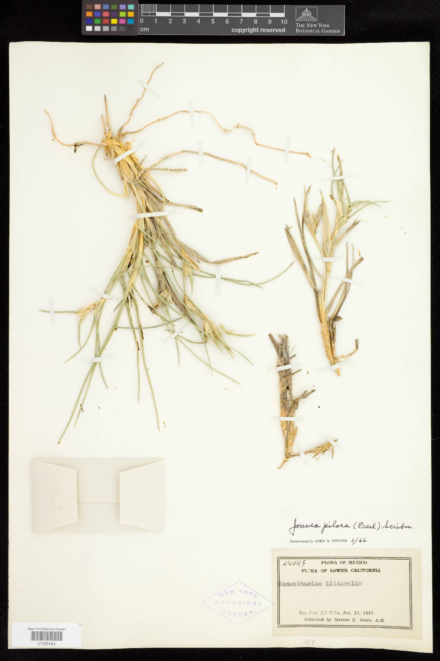 Jouvea pilosa image