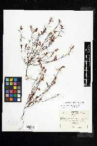 Polygonum nuttallii image