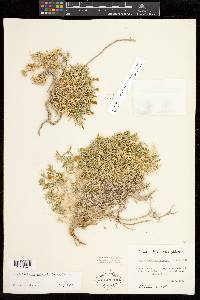Linanthus watsonii image