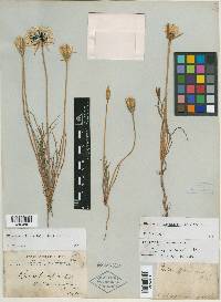 Calais linearifolia image