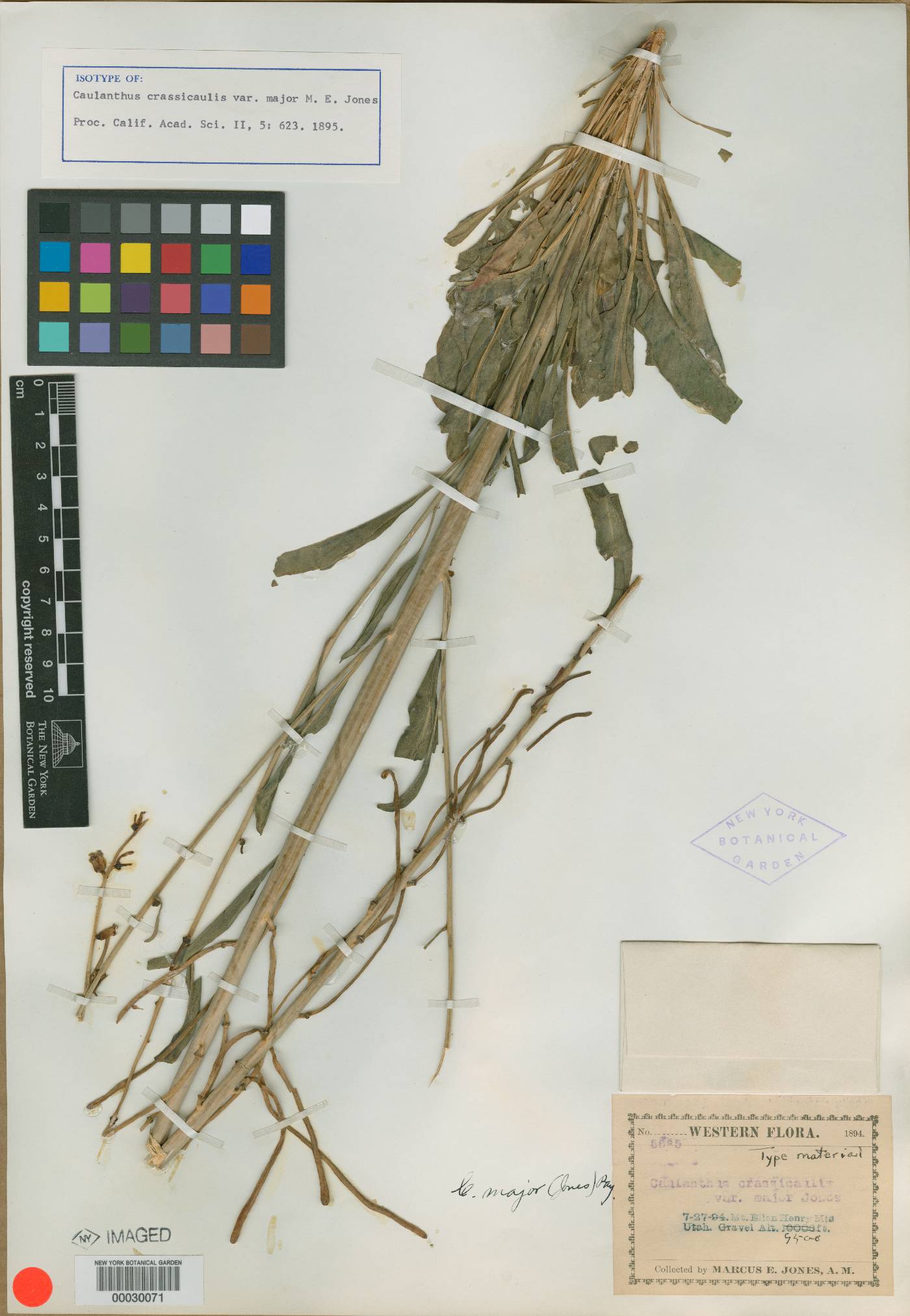 Caulanthus crassicaulis var. major image
