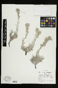 Cryptantha interrupta image