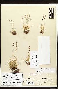 Agrostis humilis image