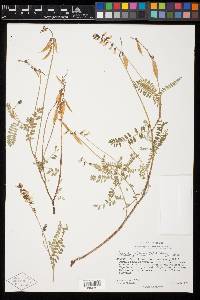 Astragalus jaliscensis image