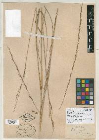 Aristida palustris image