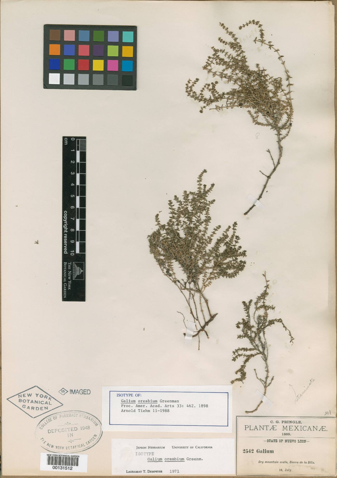 Galium oresbium image