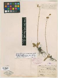 Saxifraga plantaginea image