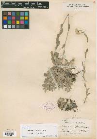 Antennaria foliacea image