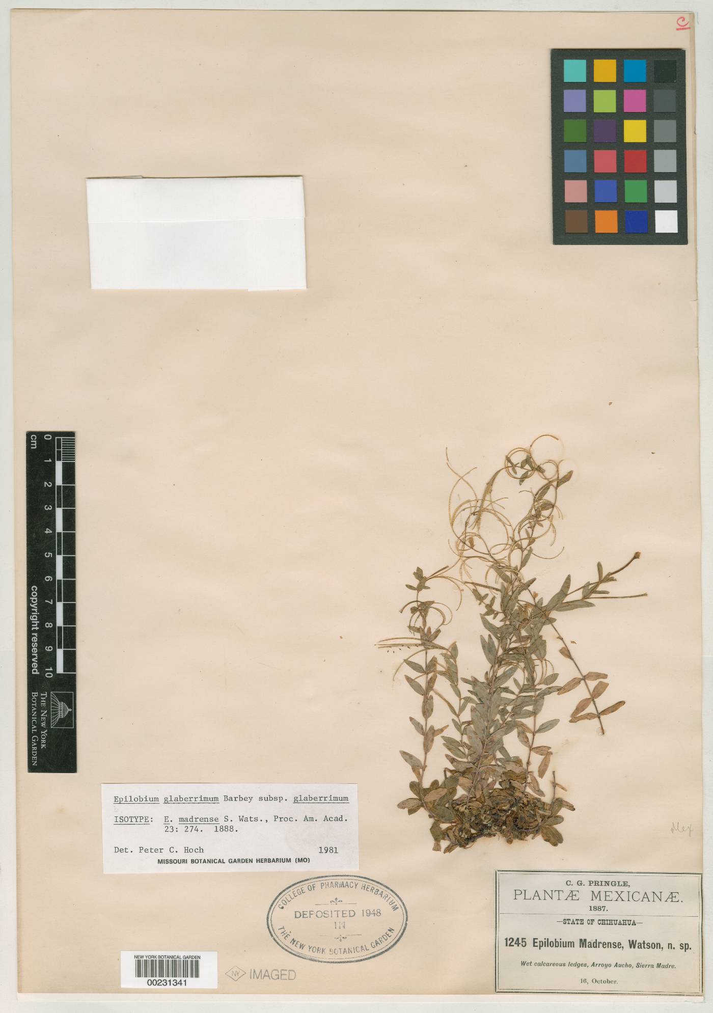 Epilobium glaberrimum subsp. glaberrimum image