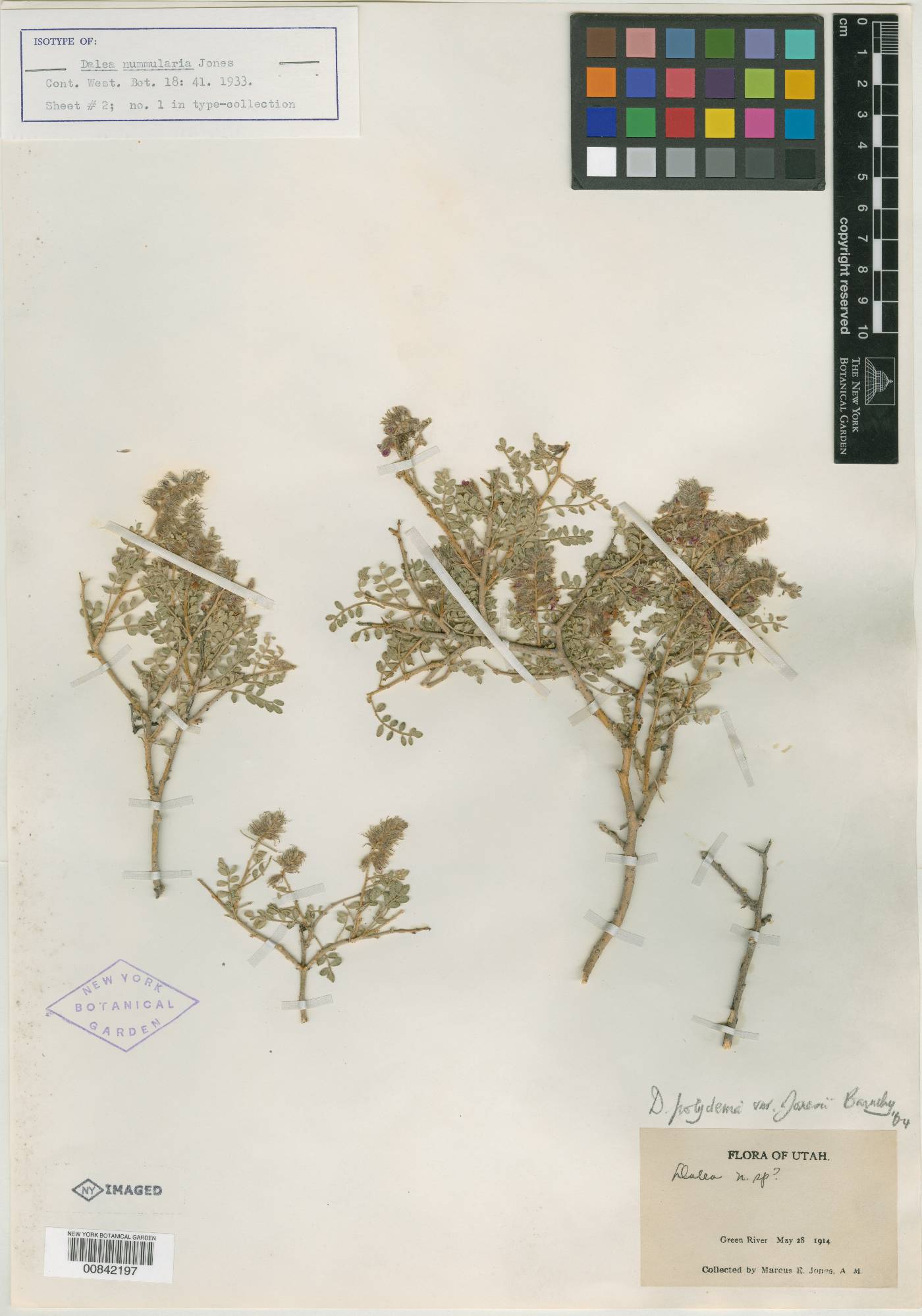Dalea nummularia image