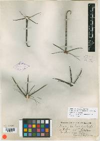 Image of Ferocactus horridus