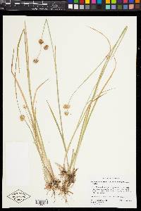 Juncus ensifolius var. montanus image